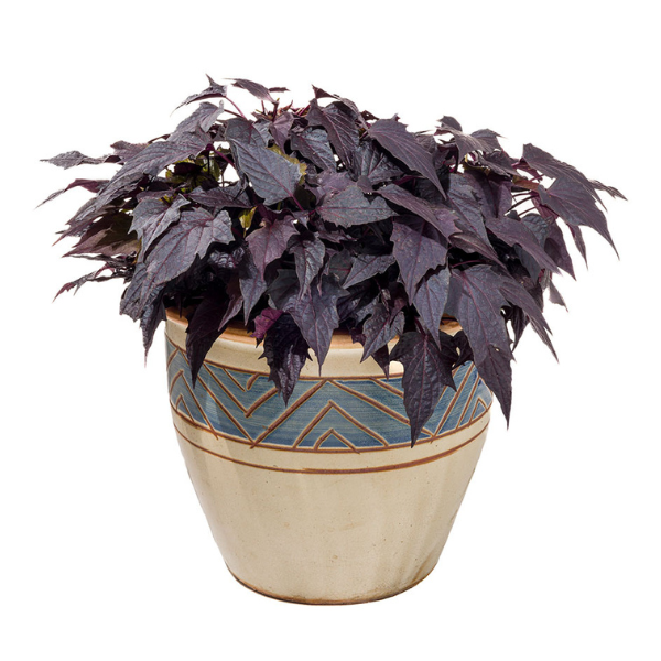 Ipomoea batatas 'Sweet Georgia Pulse Black'