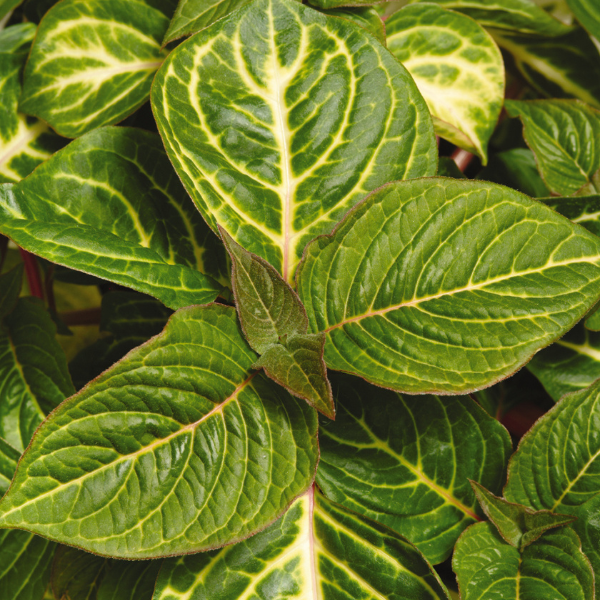 Iresine hybrid 'Blazin' Lime'