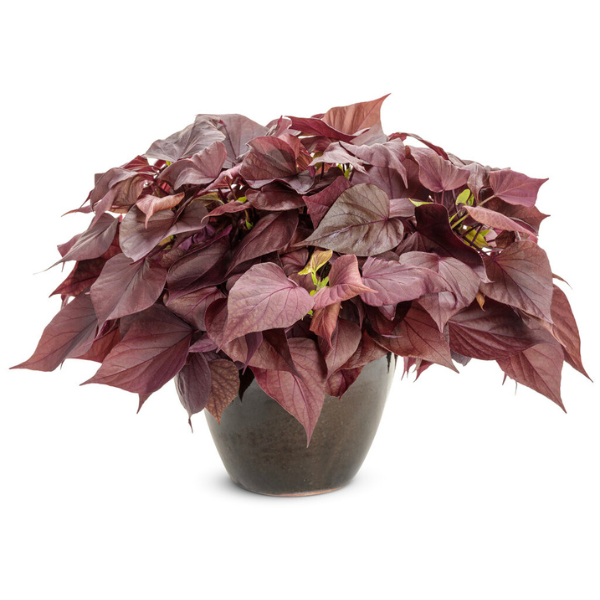 Ipomoea batatas 'Sweet Caroline Sweet Heart Mahogany'
