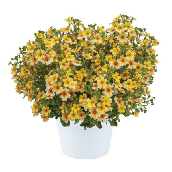 Jamesbrittenia sutera cordata 'Stardom Goldstar'
