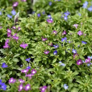 Lobelia erinus 'Riviera Springtime Blues Mix'