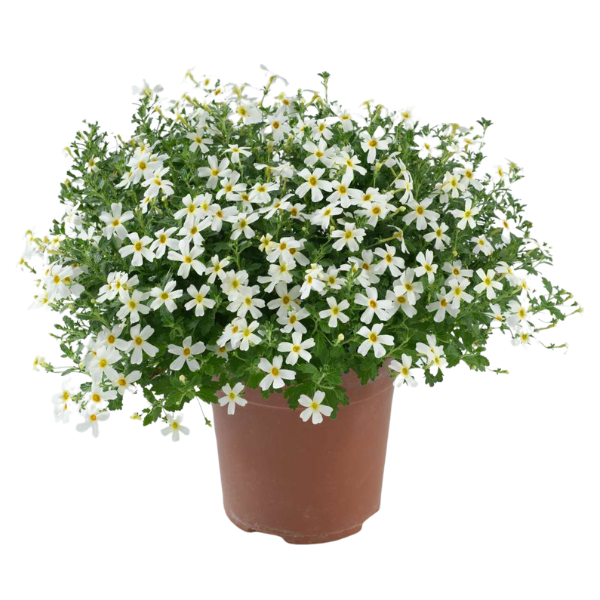 Jamesbrittenia sutera cordata 'Stardom White Fusion'