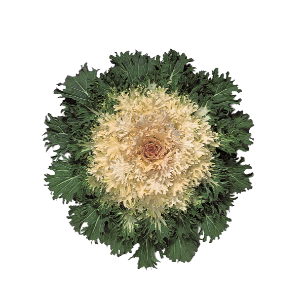 Kale 'Coral Prince'