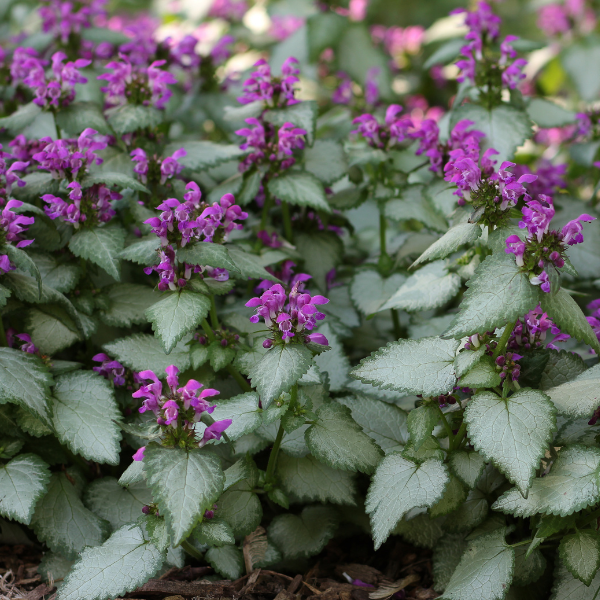 Lamium maculatum 'Beacon Silver'