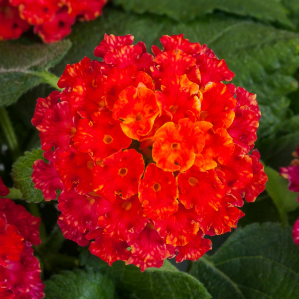 Lantana camara 'Bandana Black Cherry'