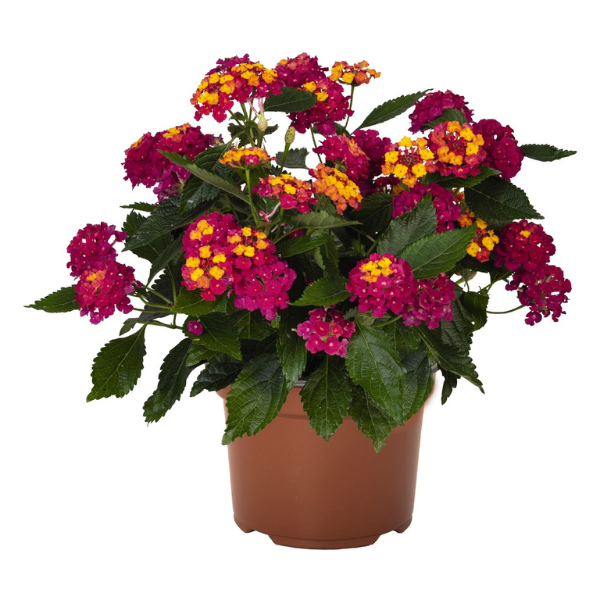 Lantana camara 'Heartland Neon'