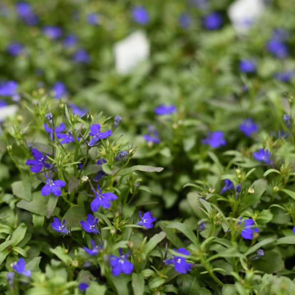 Lobelia erinus 'Riviera Midnight Blue'