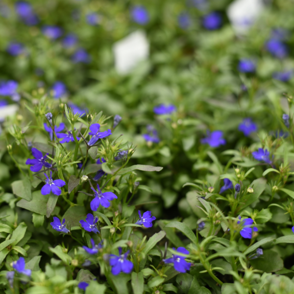 Lobelia erinus 'Riviera Mid-Blue'