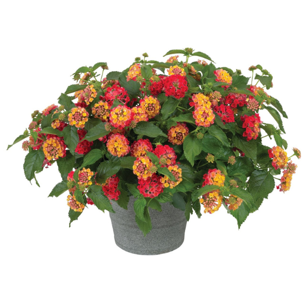 Lantana camara 'Heartland Orange'