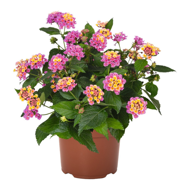 Lantana camara 'Heartland Sunrise'