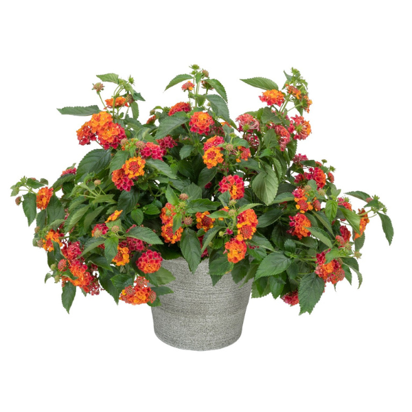 Lantana camara 'Heartland Sunset 2024'