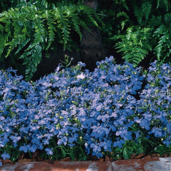 Lobelia erinus 'Riviera Sky Blue'