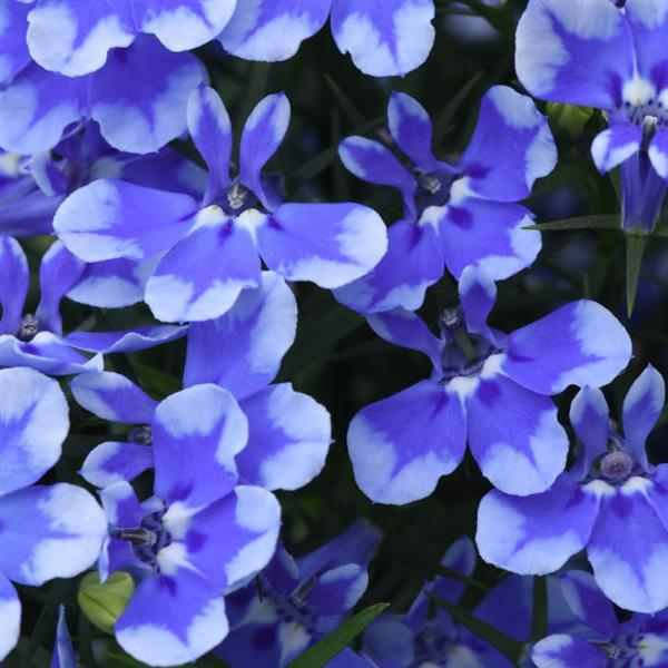 Lobelia erinus 'Magadi Compact Blue Bay'