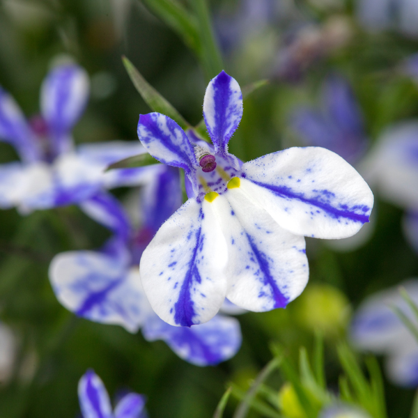 Lobelia hybrid 'Rift Blue'