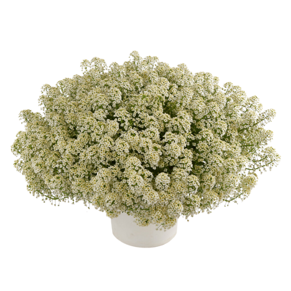 Lobularia hybrida 'Stream Champagne'