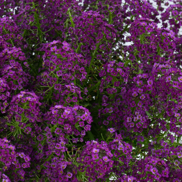 Lobularia hybrida 'Stream Compact Purple'
