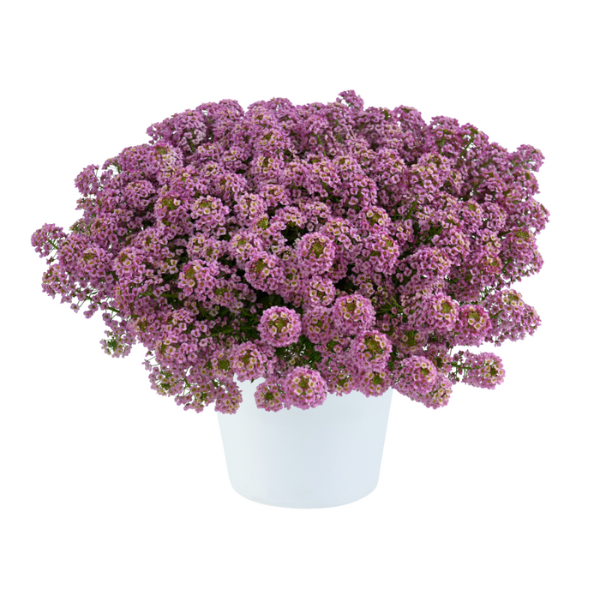 Lobularia hybrida 'Stream Compact Rose'
