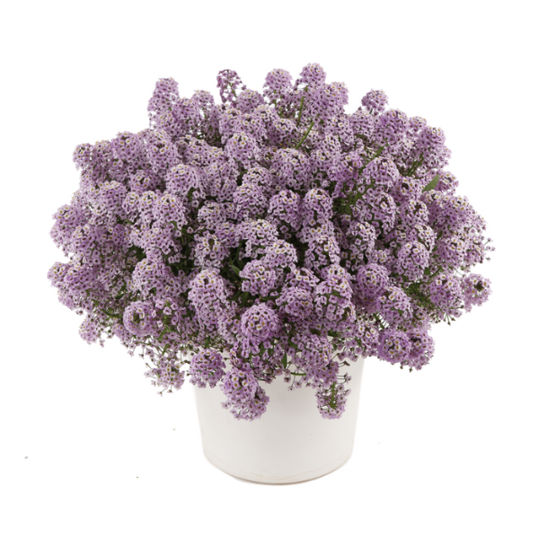 Lobularia hybrida 'Stream Compact Violet'