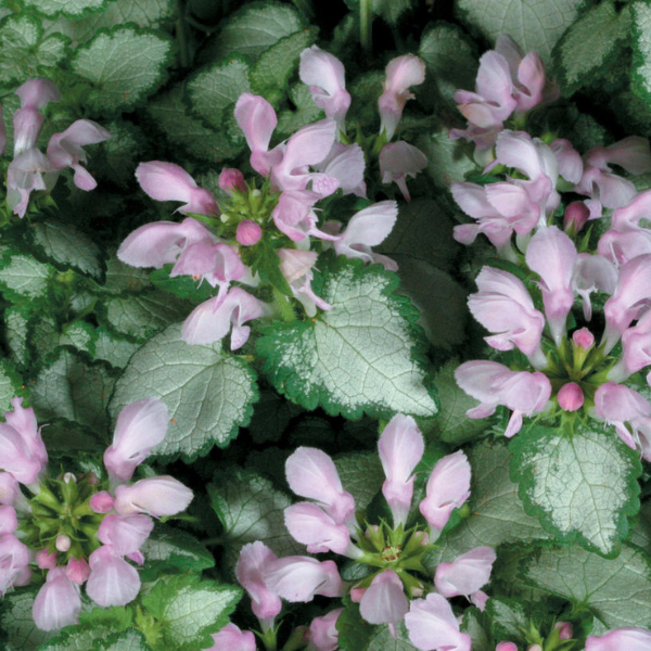 Lamium maculatum 'Pink Chablis'