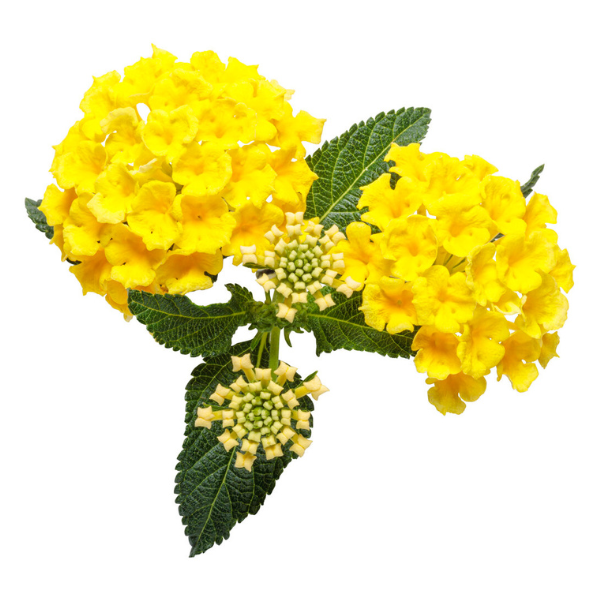 Lantana camara 'Luscious Citron'