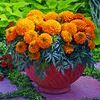 Marigold tagetes erecta 'Antigua Orange'