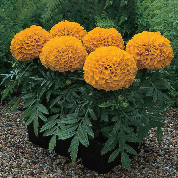 African Marigold