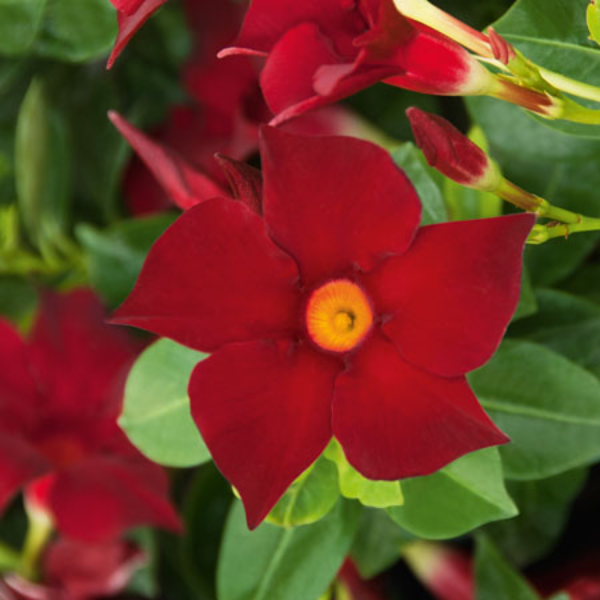 Mandevilla hybrida 'Bella Deep Red'