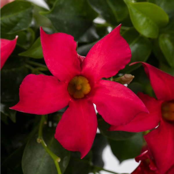 Mandevilla hybrida 'Flordenia Dark Red'