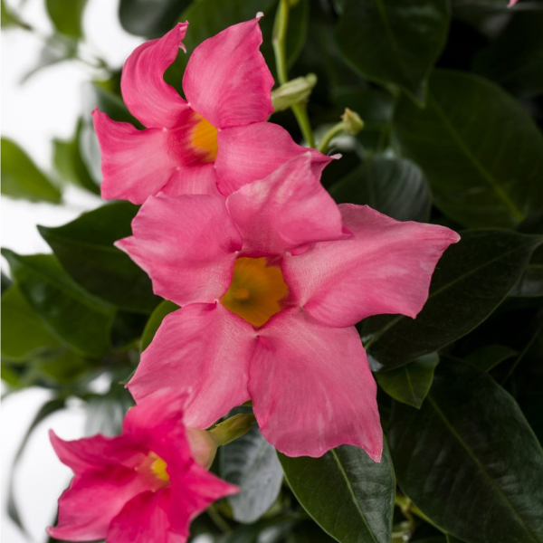 Mandevilla hybrida 'Flordenia Pink'