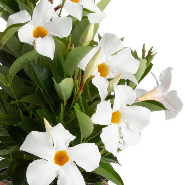 Mandevilla hybrida 'Flordenia Plus White'
