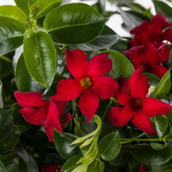 Mandevilla hybrida 'Flordenia Red Velvet'