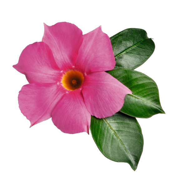 Mandevilla hybrida 'Flordenia Rose'