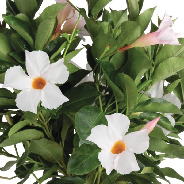 Mandevilla hybrida 'Flordenia White Halo'