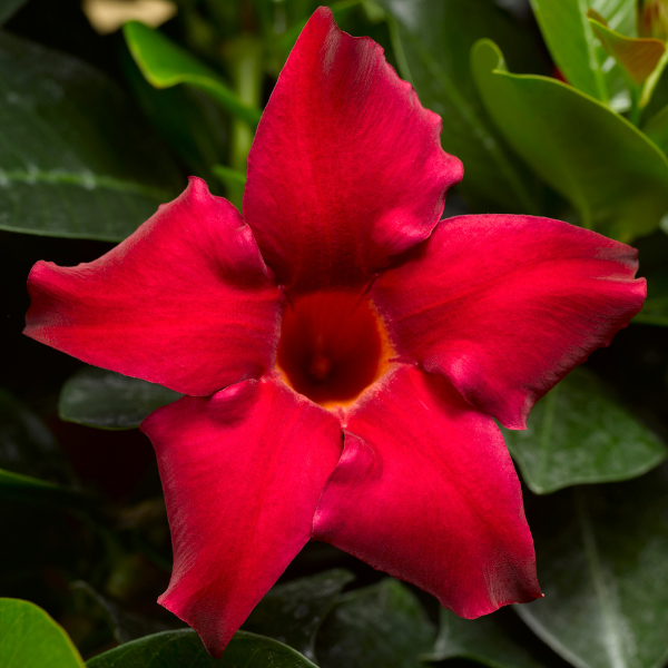 Mandevilla hybrida 'Madinia Petite Red'