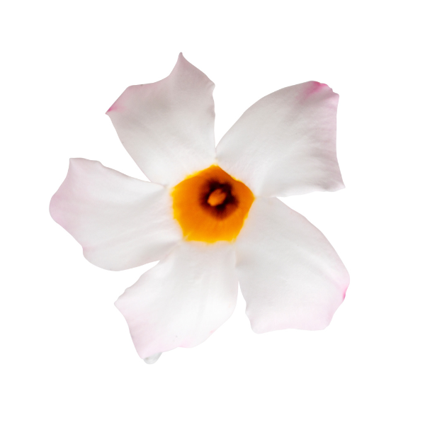 Mandevilla hybrida 'Sun Parasol Garden White'