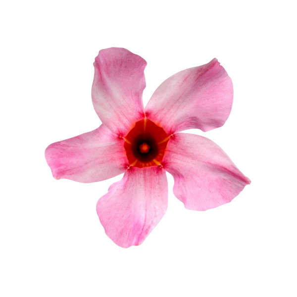 Mandevilla hybrida 'Sun Parasol Original Cream Pink'