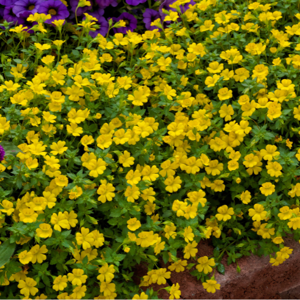 Mecardonia hybrida 'Mecardonia Magic Carpet'