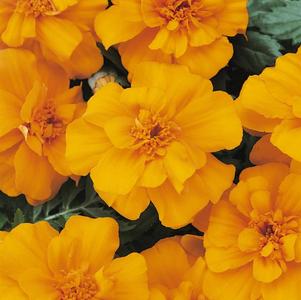 Marigold tagetes patula 'Durango Orange'