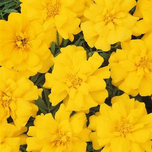 Marigold tagetes patula 'Durango Yellow'