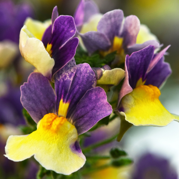 Nemesia hybrida 'Escential Blueberry Custard'