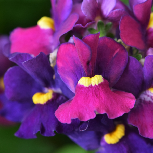 Nemesia hybrida 'Escential Bumbleberry'
