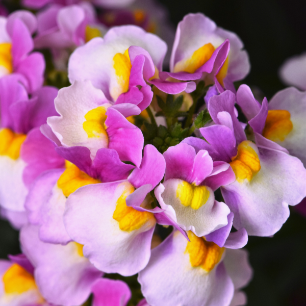 Nemesia hybrida 'Escential Pinkberry'