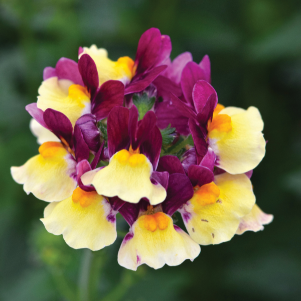 Nemesia hybrida 'Escential Raspberry Lemonade'