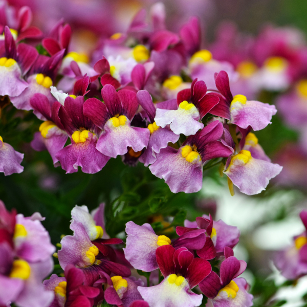 Nemesia hybrida 'Escential Strawberry'