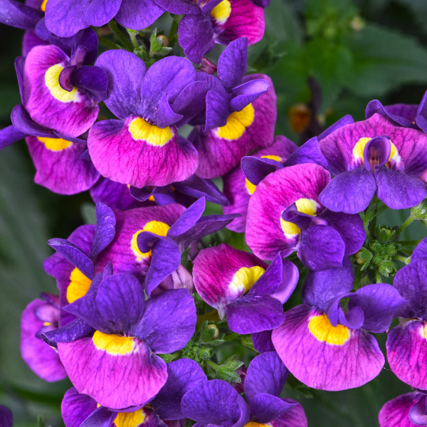 Nemesia hybrida 'Escential Sugarberry'