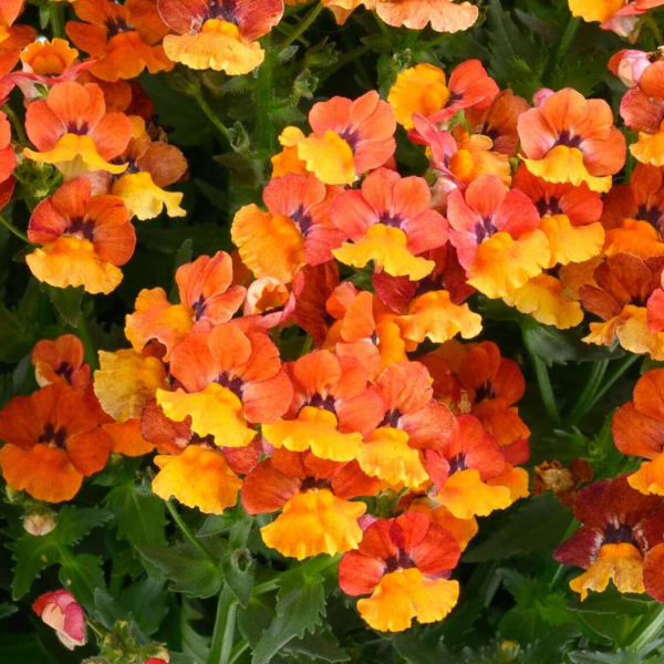 Nemesia hybrida 'Nesia Tangerine'