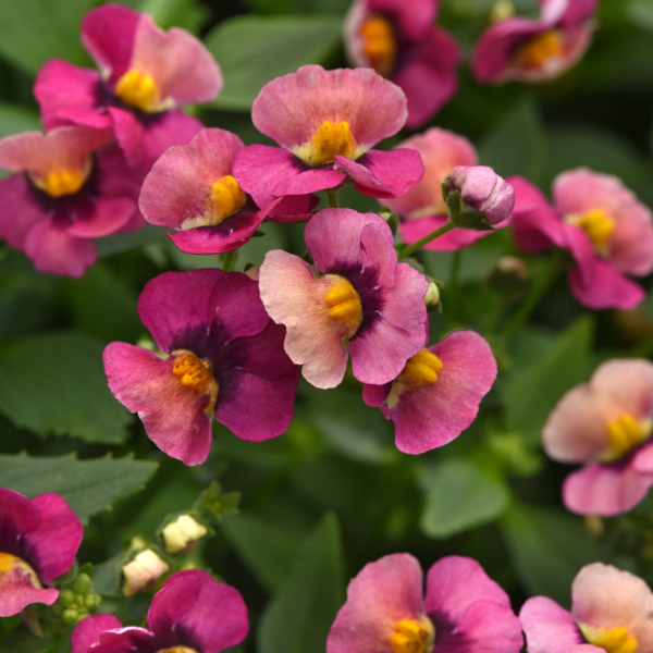 Nemesia fruticans 'Whimsy Orange Sunset'