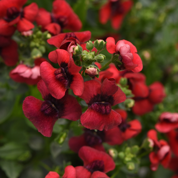 Nemesia fruticans 'Whimsy Red'