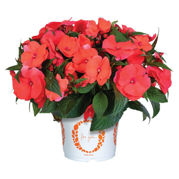 New Guinea impatiens hawkerii 'Magnum XL Salmon'