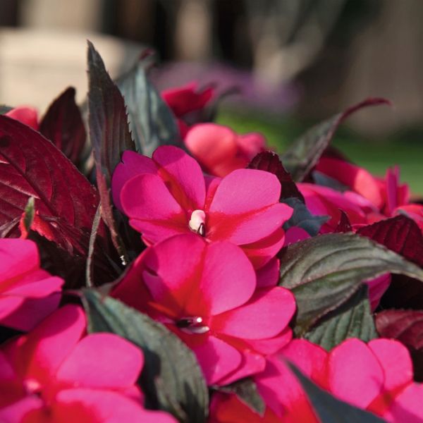 New Guinea impatiens hawkerii 'Petticoat Blue Star'